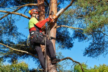 Taglio piante in prossimit&#224; di linee elettriche